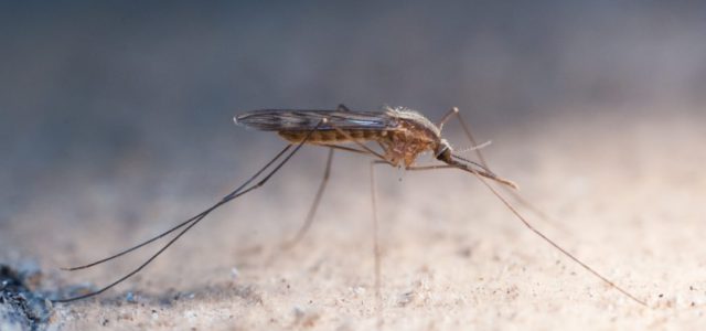 Малярийных комаров обнаружили в нашей области