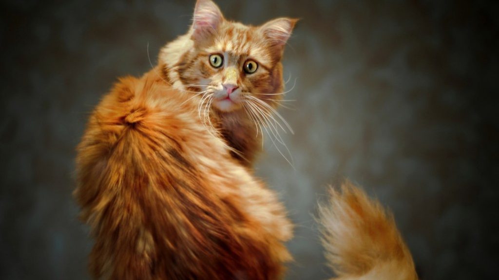 удивленная кошка