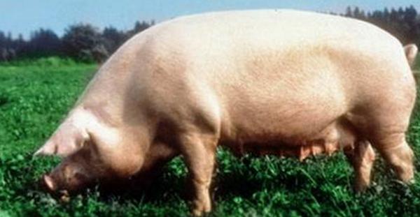 уржумская порода свиней