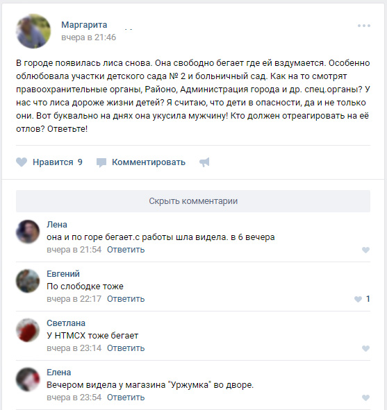 Лиса в Нолинске