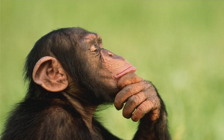 умная обезьяна