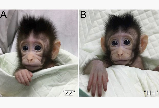 обезьяны клоны