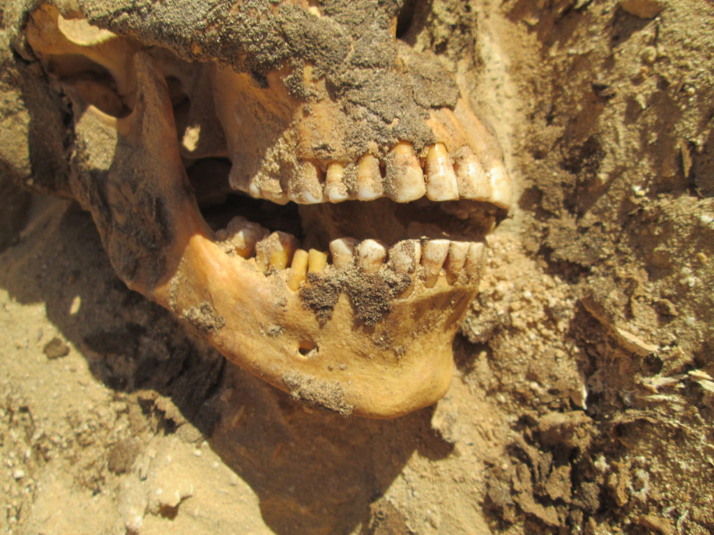 останки человека