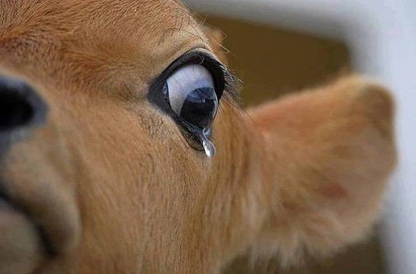 корова плачет