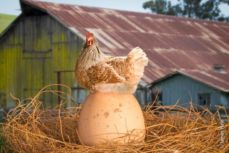 курица с большим яйцом
