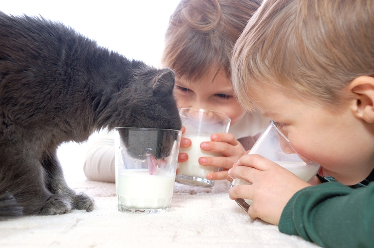 дети и кот пьют молоко