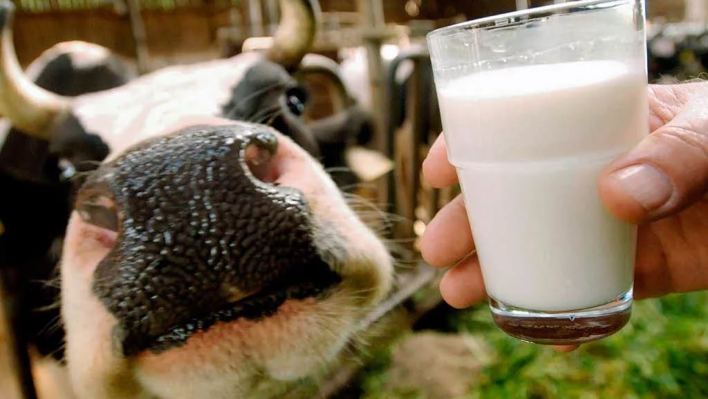 молоко с коровой