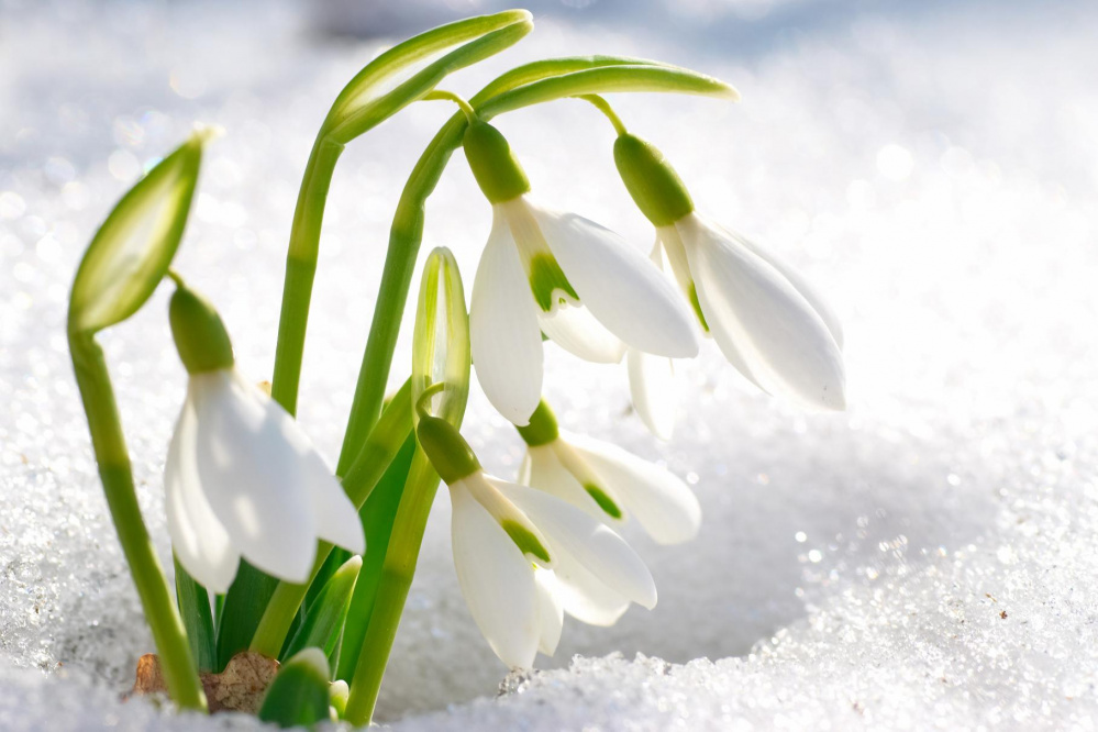 подснежники весна