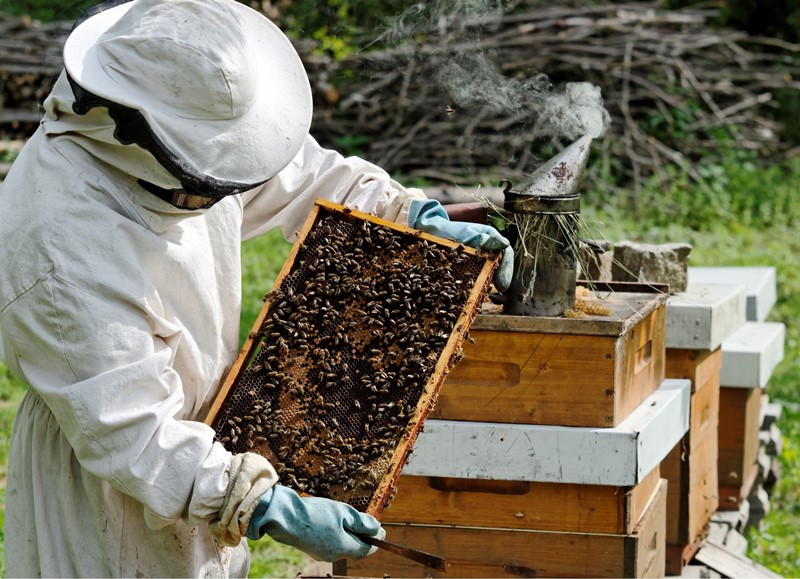 содержание пчел в личных подсобных хозяйствах
