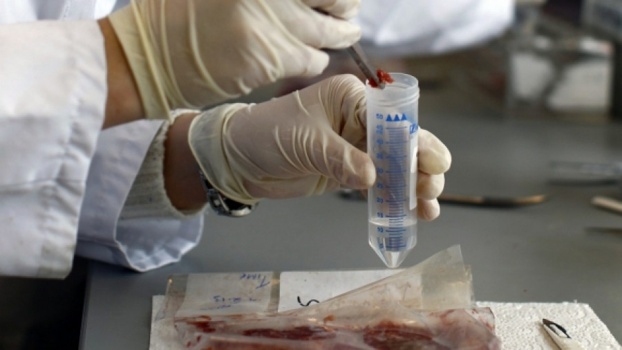 пробы свиньи