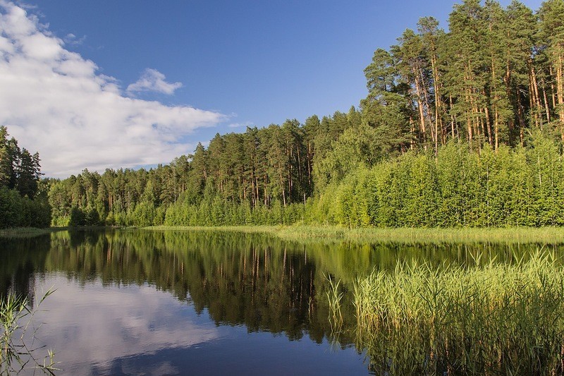 Зеленый пояс в Кировской области