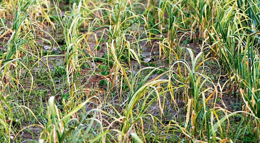 чеснок желтеет