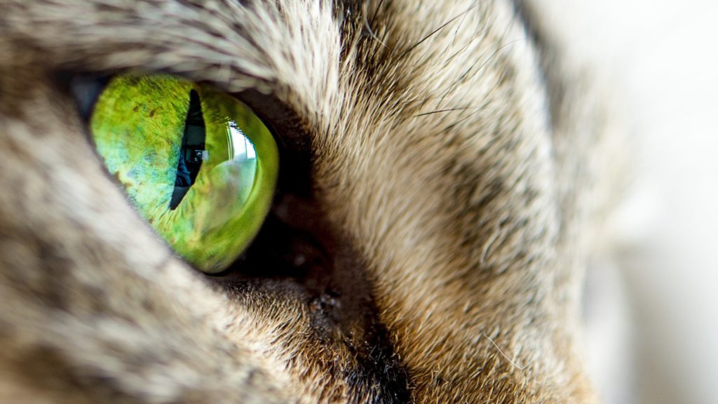 кошка зеленый глаз