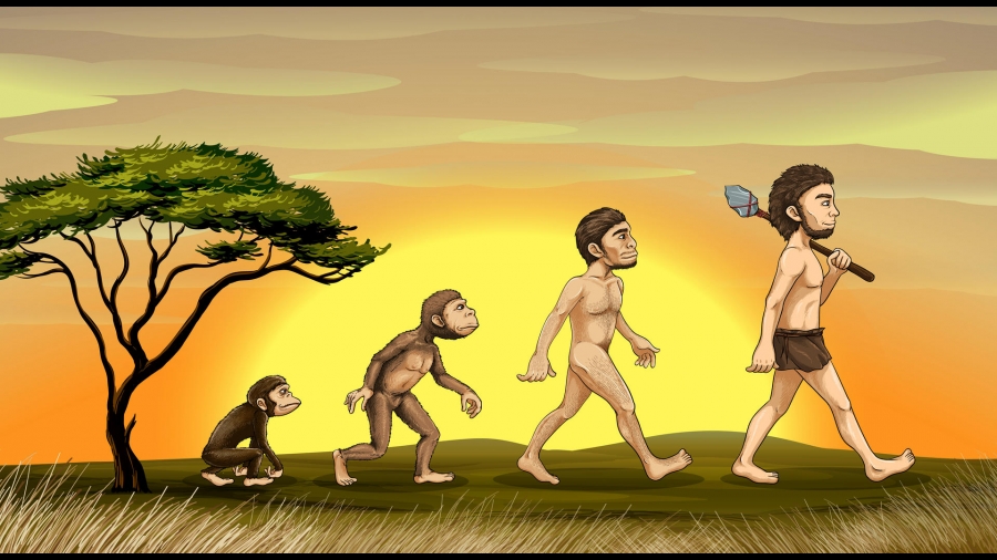 от обезьяны к человеку