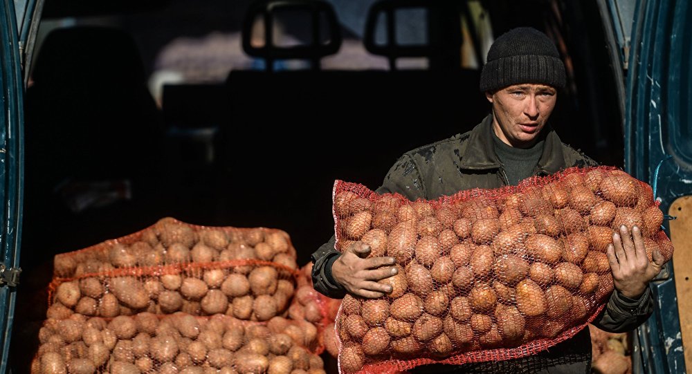 продает картошку