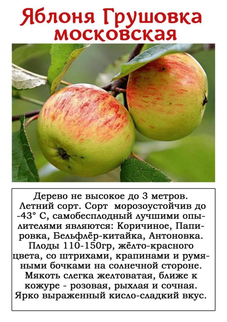 Такие яблони: Грушовка