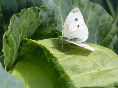 белые бабочки, мы их ещё называем капустницы