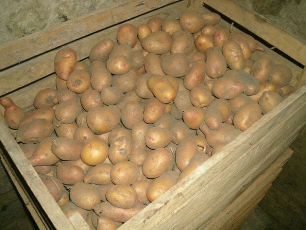 хранение картошки
