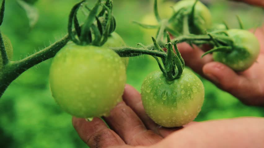 срывает зеленые помидоры
