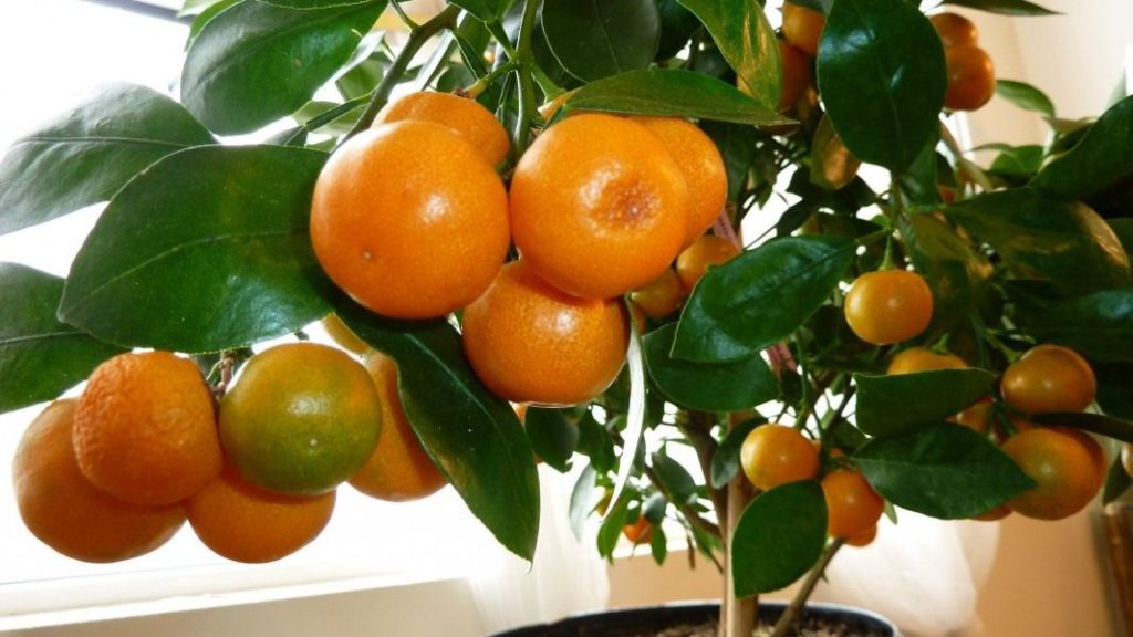 Как вырастить дерево мандарина из косточки