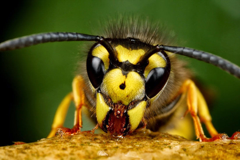 пчелы и осы