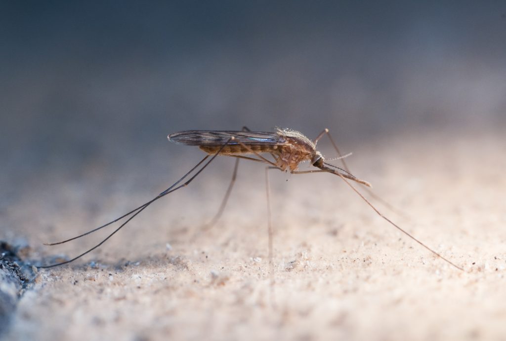 Малярийных комаров обнаружили в нашей области