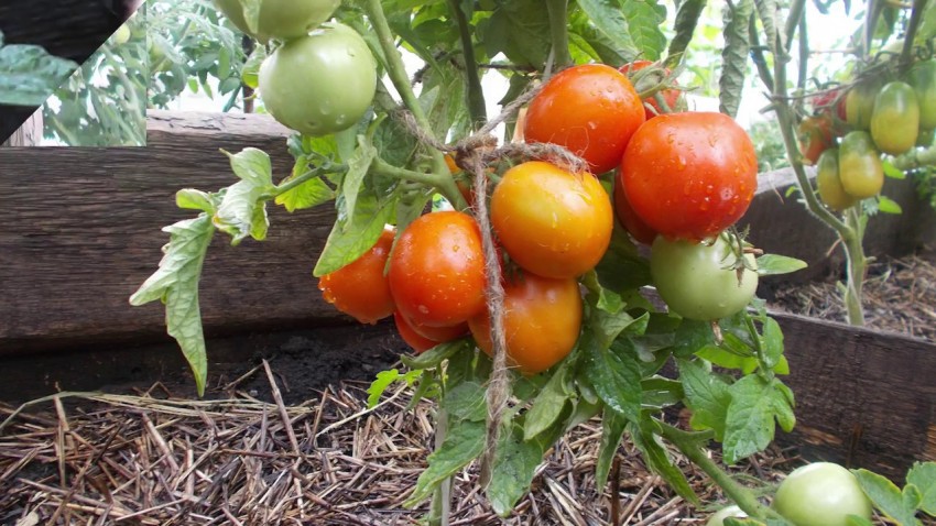 5 лучших ранних сортов томатов