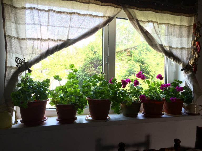 5 полезных комнатных растений