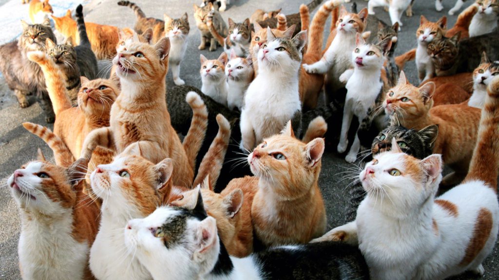 Названа самая популярная у россиян порода кошек