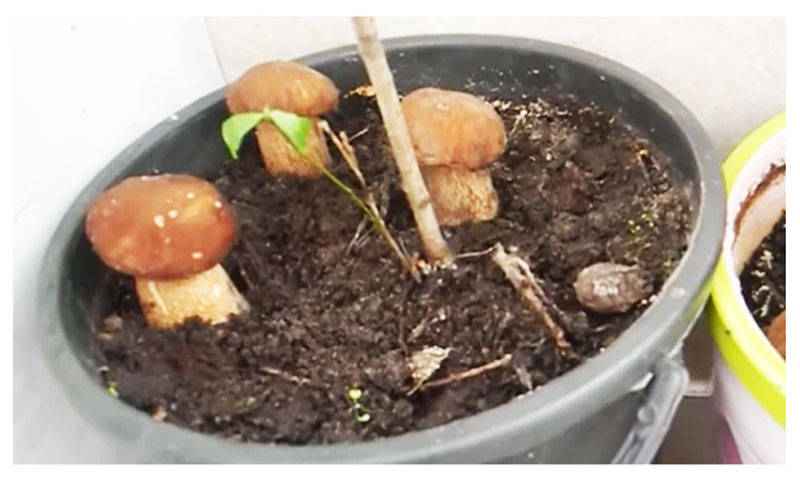 Как вырастить белые грибы дома в горшках