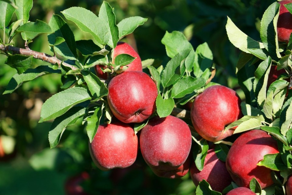 Яблоня сорта Белорусское сладкое