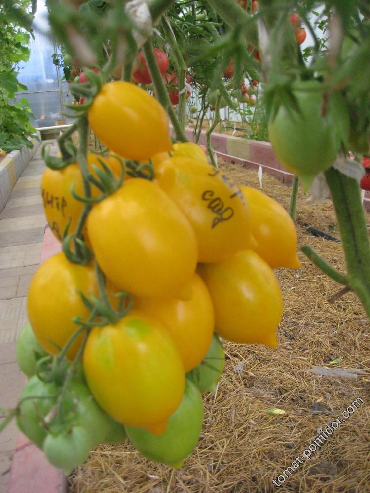 Цитрусовый сад желтые помидоры сорт томатов