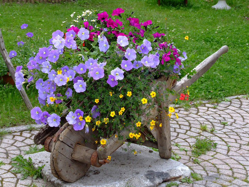Какие цветы можно выращивать без рассады