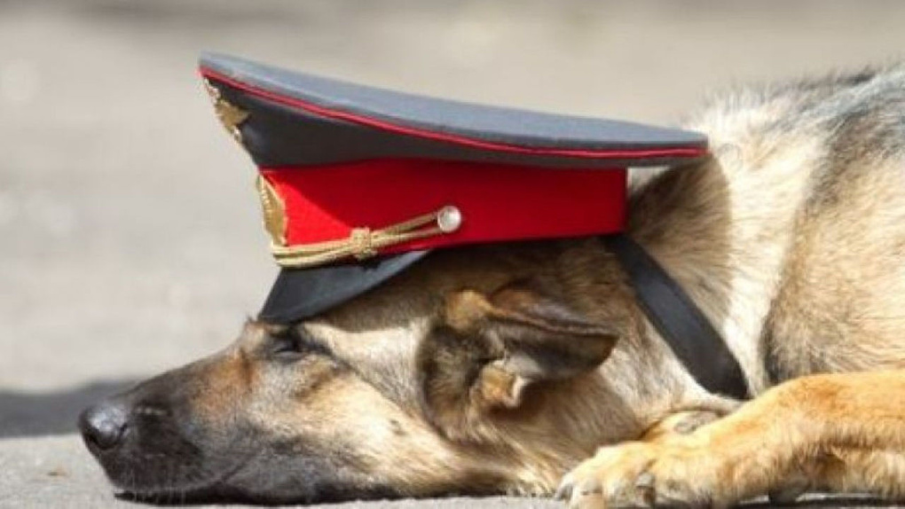 УМВД Кировской области ищет хозяев для служебных собак
