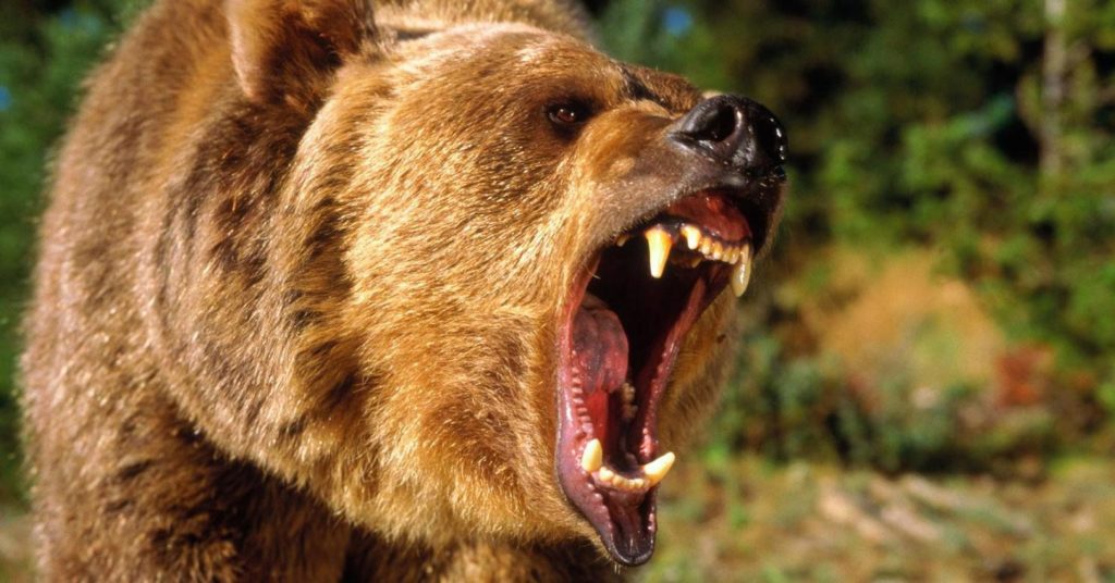 Основные причины нападения медведей на людей