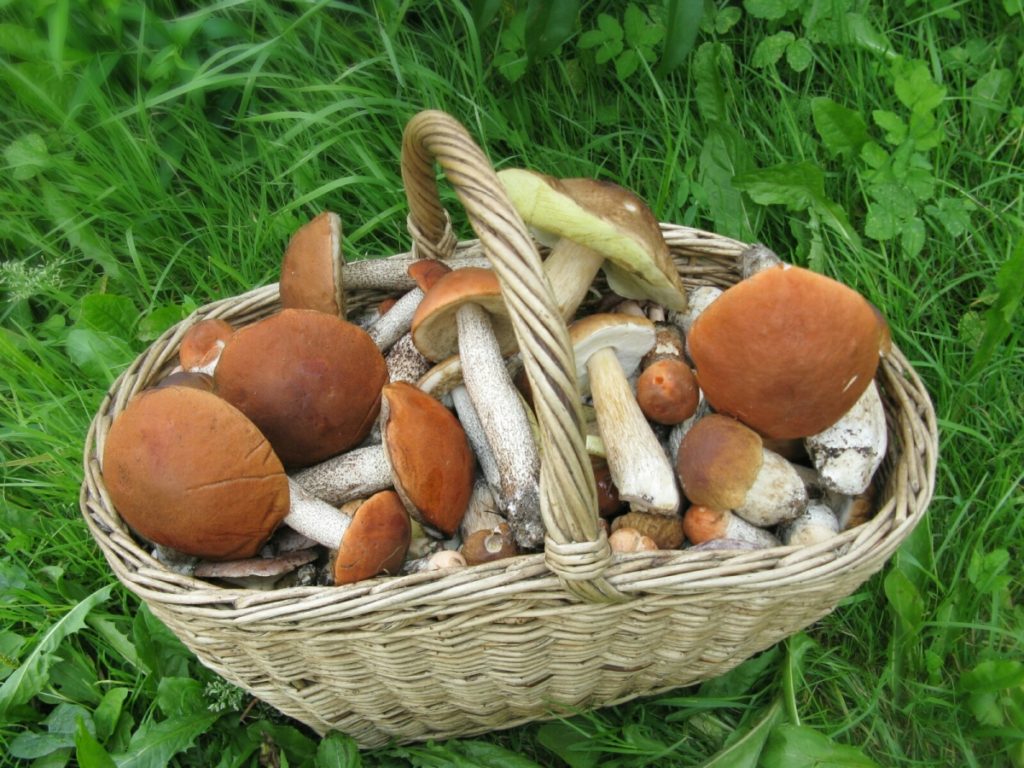 Где в Кировской области массово пошли грибы