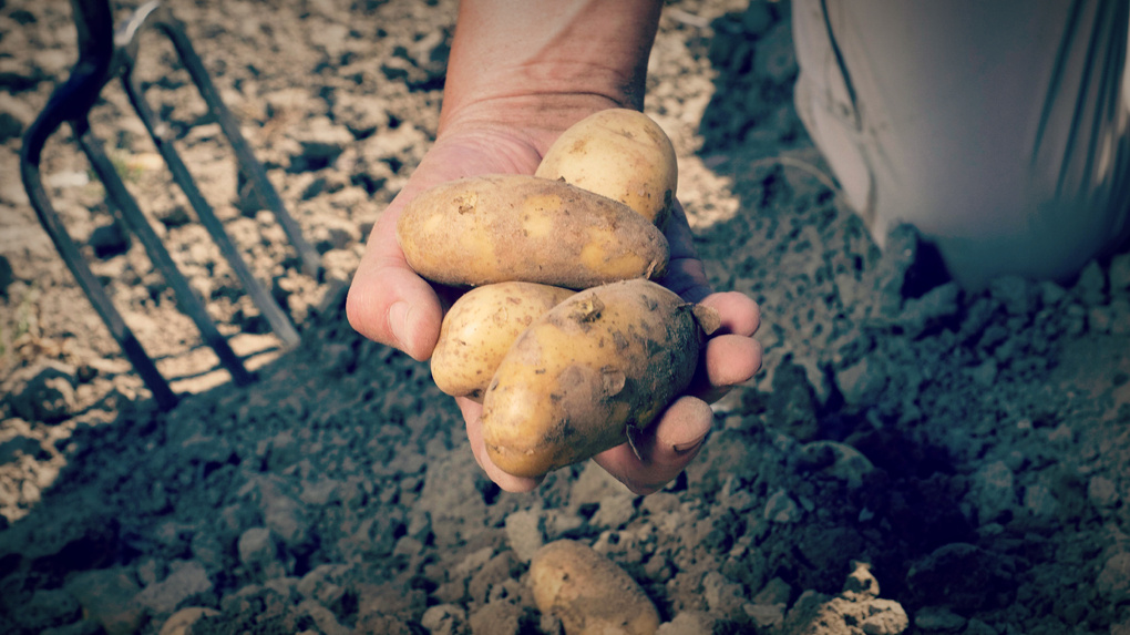 Когда копать картошку в этом году
