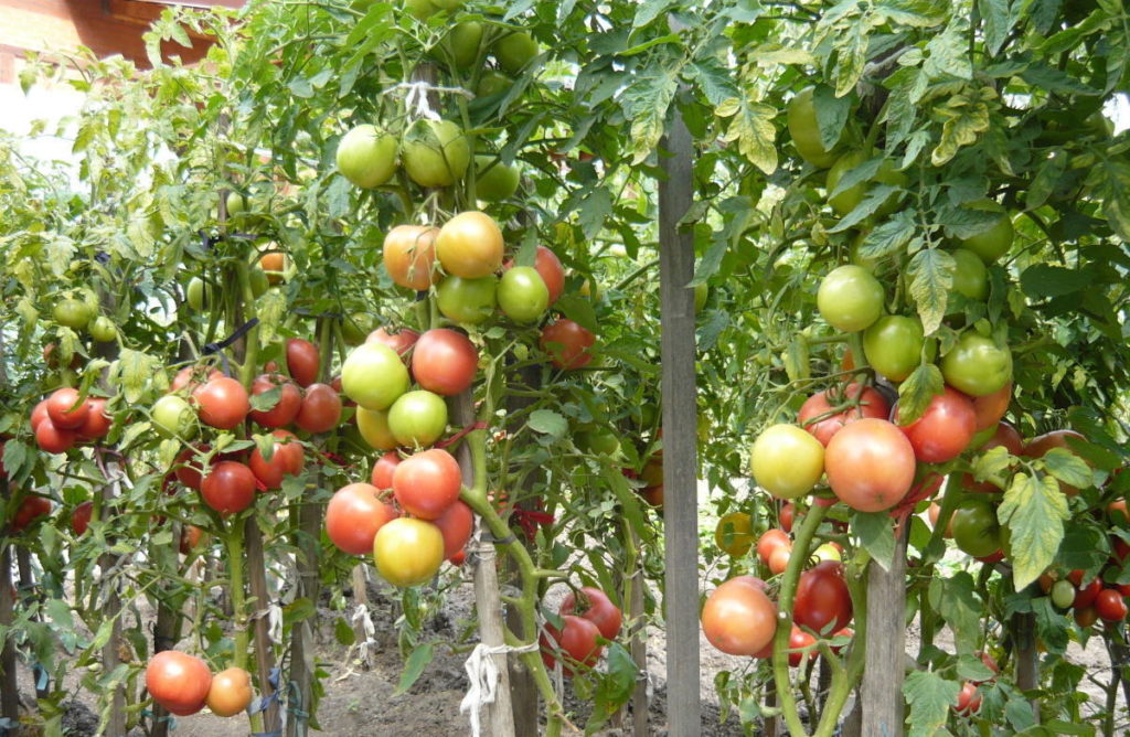 Уход за томатами в конце августа