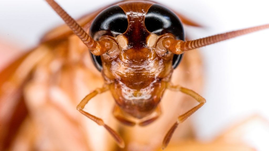 Как излучение от компьютера влияет на тараканов