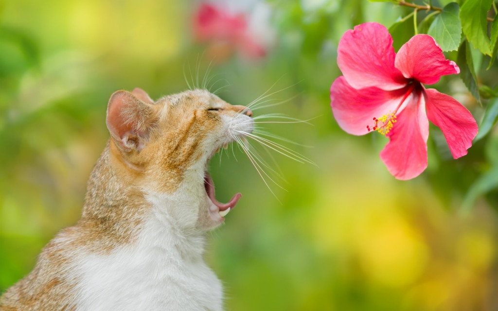 Какие растения опасны для кошек и собак