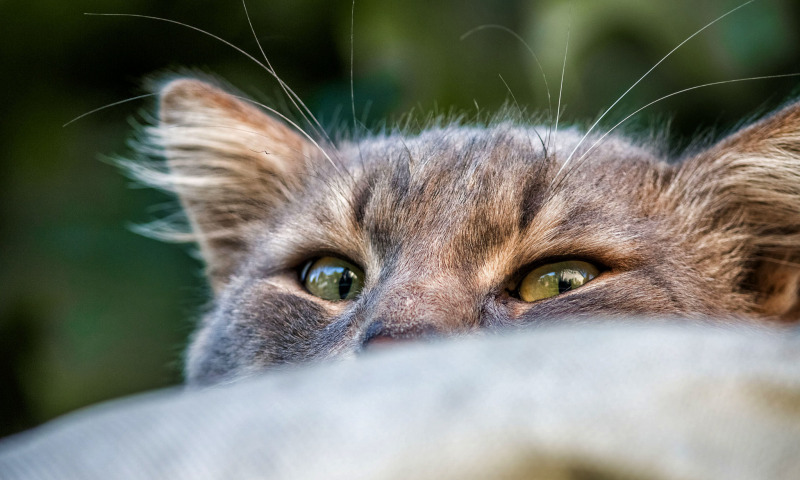 10 удивительных секретов, которые кошки скрывают от хозяев