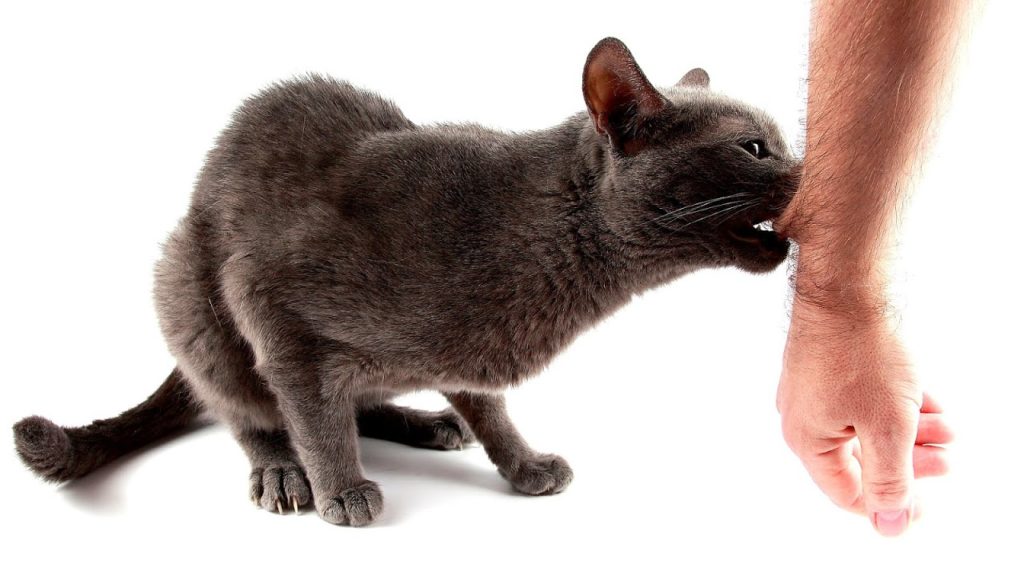 Доказано, что кошки способны питаться плотью человека