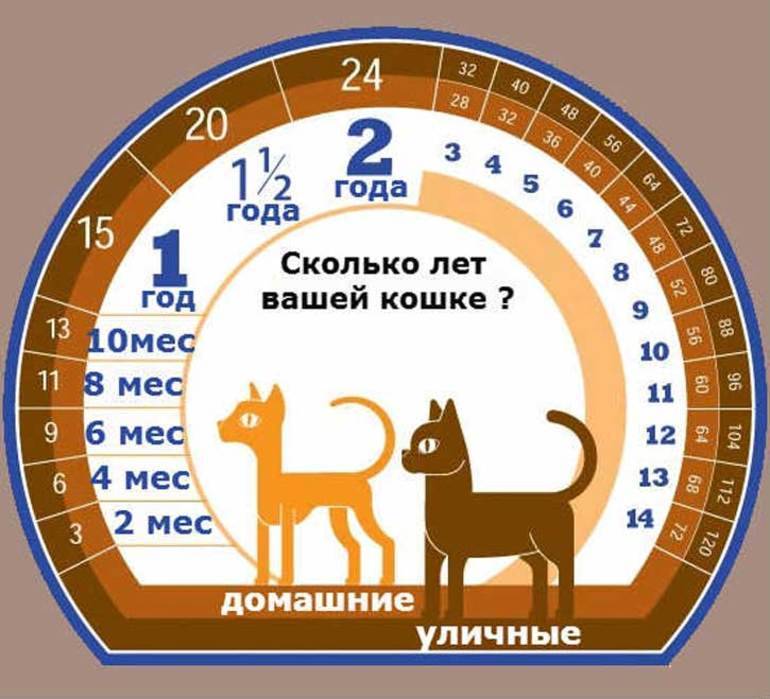 таблица, по которой можно приблизительно рассчитать возраст кошки по человеческим меркам