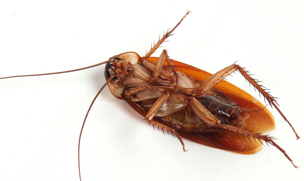 10 необычных фактов о тараканах