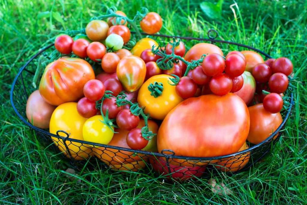 Сорта томатов для раннего урожая