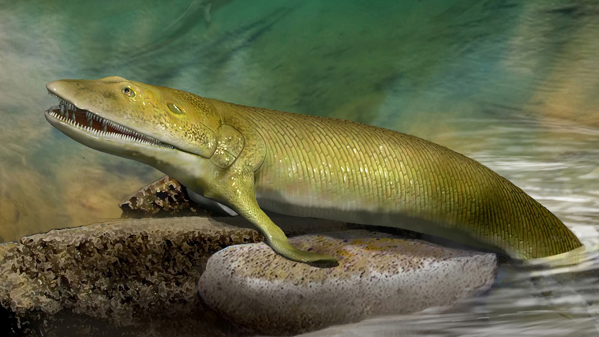 Окаменелости древней рыбы раскрыли эволюцию человеческой руки