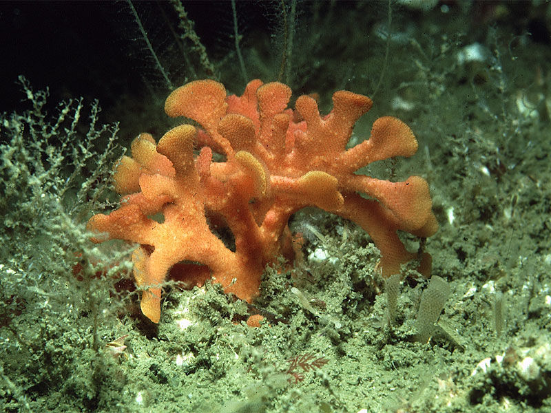 мшанка Bryozoa