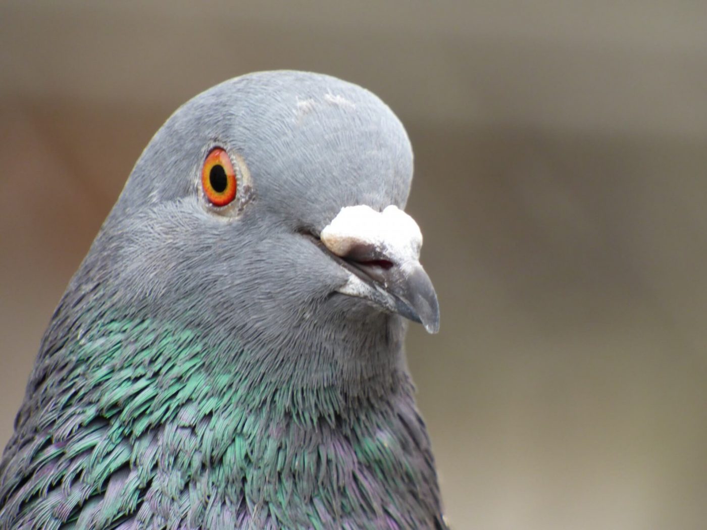 9 фактов о голубях