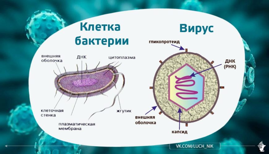 Вирусы в отличие от бактерий способны кристаллизоваться. Вирусы в отличие от бактерий способны кристаллизоваться