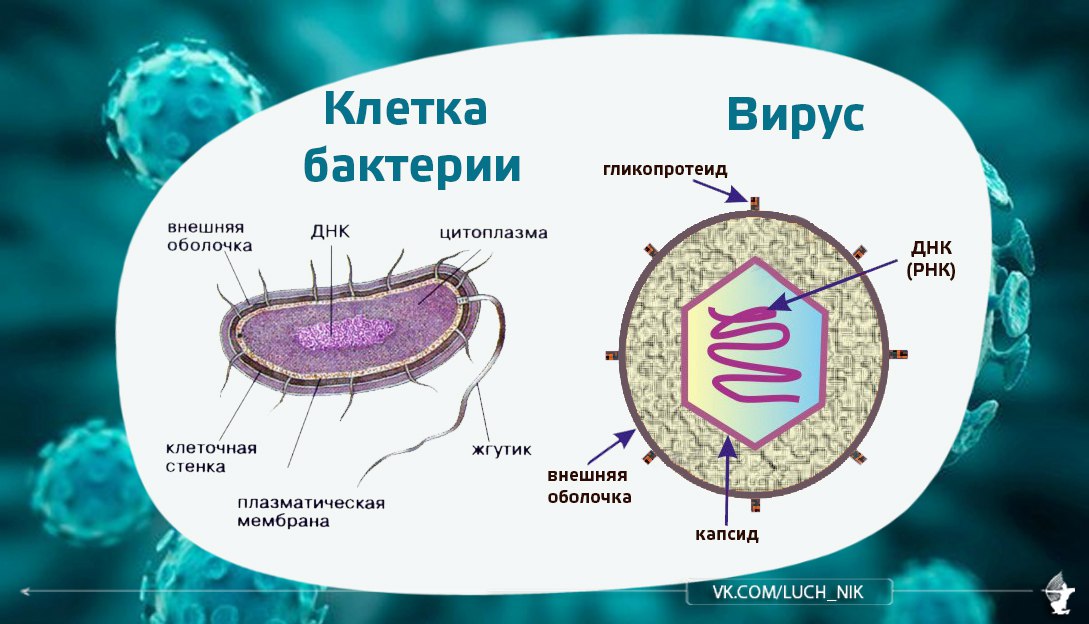 Чем отличаются вирусы от бактерий